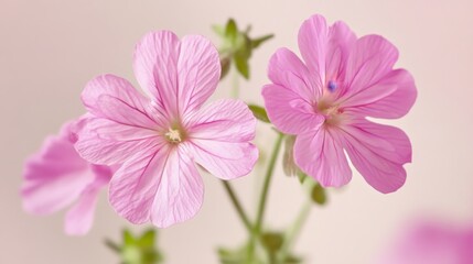 Obraz premium Beautiful pink flowers in bloom showcasing delicate petals and vibrant colors against a soft background during springtime