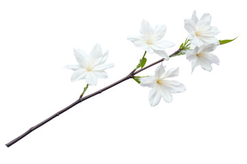 Fototapeta premium White flowering branch with delicate blooms, cut out