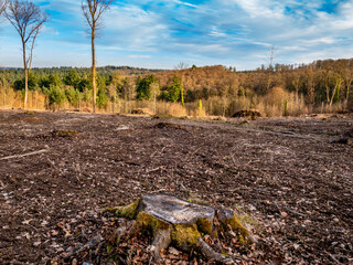 Abholzung im Mischwald