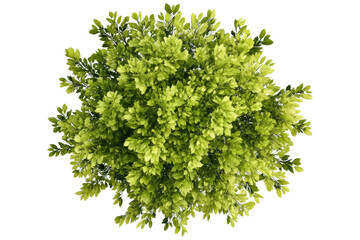 Obraz premium Tree top view in vibrant watercolor style, cut out