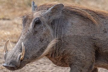 warthog in the wild