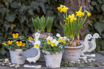 Oster-Arrangement mit gelben Hornveilchen und Narzissen in rustikalen Töpfen und Gänsen