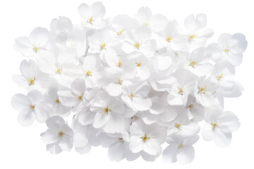 Obraz premium White cherry blossom petals scattered elegantly, cut out