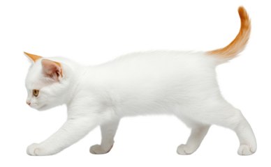 White British kitten walking with curiosity, cut out