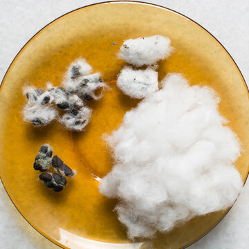Overhead view of organic cotton seed with lint on a white background, process of delinting cotton seeds
