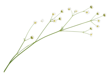 Delicate white flower branch with small blossoms, cut out