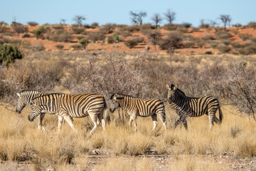 four Zebras and red dune at Kalahari green desert countryside, near Hoachanas, Namibia