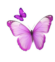 White purple butterfly showcasing delicate wings, cut out
