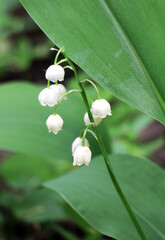 Obraz premium Common lily of the valley (Convallaria majalis) grows in nature