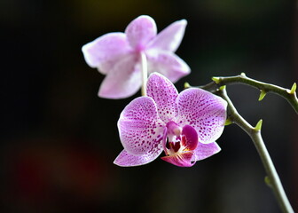 pink orchid flower on black background