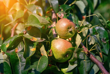 Ripe pear fruits hanging from tree branch with rust-infected leaves, fungal disease affecting orchards, reducing fruit quality. Pear rust is fungal disease of pear trees, causing bright orange spots
