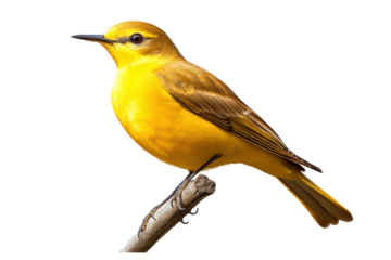 Vibrant yellow wagtail perched on a branch, cut out