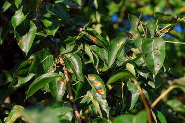 Diseased pear tree with rust covered leaves, threat of fungal infections on orchards and commercial...