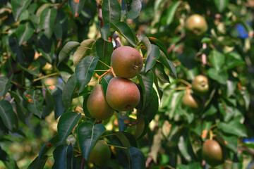 Closeup of ripe pear fruit hanging from tree branch with rust-infected leaves, fungal disease...