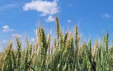 Wheat in Sunshine