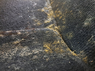 Mold or fungus that occurs on carpets Due to humidity, wet and lack of cleaning.Mold in rainy...