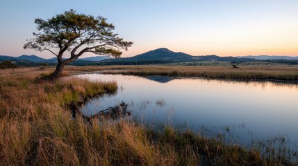 Fototapeta premium Lone tree sunset serene lake landscape peaceful nature background