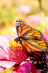 Monarch Butterfly on Zinnia Flower