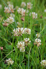 White creeping (Trifolium repens) clover grows in nature