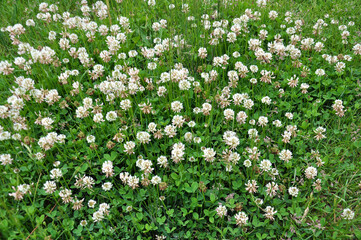 White creeping (Trifolium repens) clover grows in nature