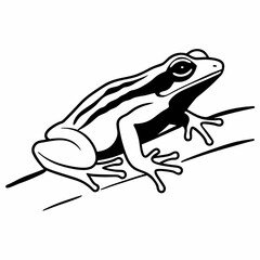 frog on white background