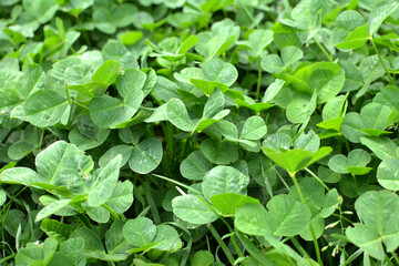 In the spring field young clover grows