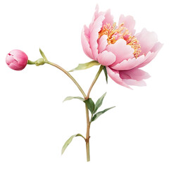 pink magnolia flower isolated, pink rose isolated on white, pink magnolia flower, Pink blossoms of magnolia and rose, isolated flora against white, spring's beautiful petal display