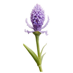 lilac flower isolated on white, lilac isolated on white, lilac isolated on white background, Isolated lilac blossoms, a spring bouquet of purple and violet flowers against a white backdrop
