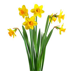 Yellow Daffodils Spring Flowers Bouquet Nature Beauty