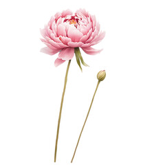 pink carnation flower isolated, pink carnation flower, pink carnation flower, Pink floral beauty blooms with carnations and dahlias, isolated on white