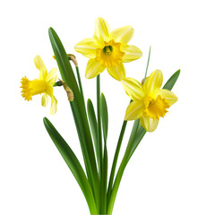 Yellow Daffodils Spring Flowers Nature Beauty,