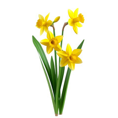 Yellow daffodils bouquet spring flowers nature blossom floral beauty
