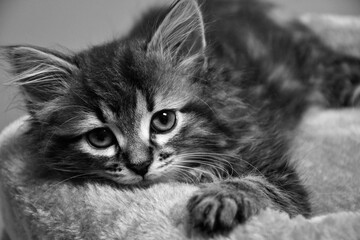 Chaton séducteur
