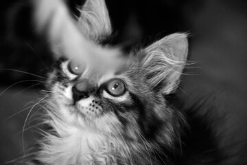 Chasse en noir et blanc