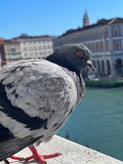 pigeon on the balcony 