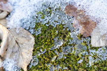 Green mos in the winter forest
