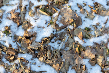 Dry brown leaves in forest