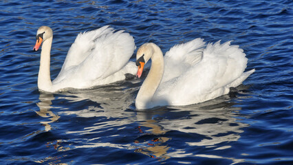 łabędzie © jadwiga.koniecko