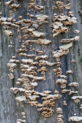 Brown mushrooms on a tree trunk