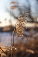 Dry reeds in the winter day