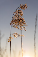 Dry reeds in the winter day