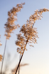 Dry reeds in the winter day