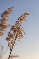 Dry reeds in the winter day