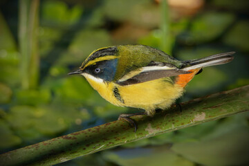 Obraz premium Many-colored Rush-tyrant (Tachuris rubigastra) on a wetland