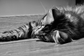 Chat alangui en noir et blanc