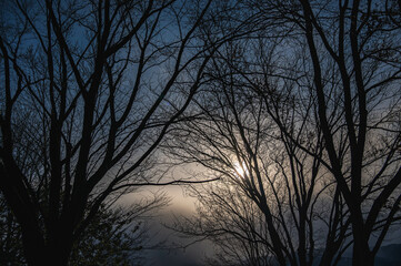 暗い森の中からのぼんやり輝く太陽