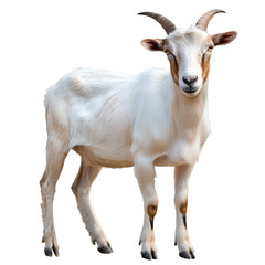 A goat on transparent background