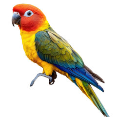 Obraz premium A sun conure parrot family bird