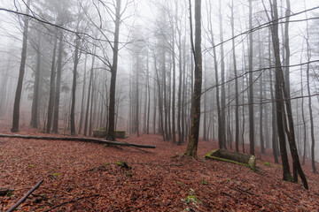 panoramica su varie foreste con alberi spogli, in un ambiente naturale tra le alte colline della...