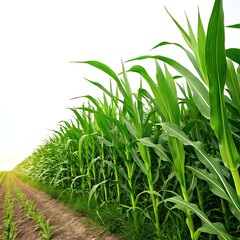 Obraz premium Golden Hour Splendor in a Lush, Verdant Cornfield 